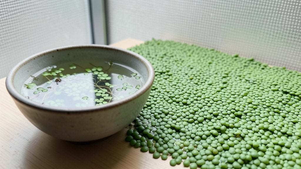 Bowl Water Garden: Self-Sustaining Ecosystem for Compact Spaces