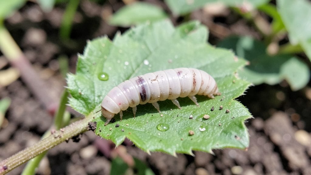 Garden Grubs Identification: Larval Types and Soil Damage Signs